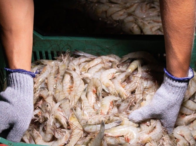 ¡Le llega la veda al camarón! Queda prohibida su pesca a partir del 23 de marzo