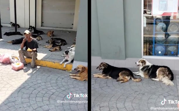 No es uno, ni dos, ¡son 60 lomitos! Y los cuida este hombre en situación de calle en Edomex