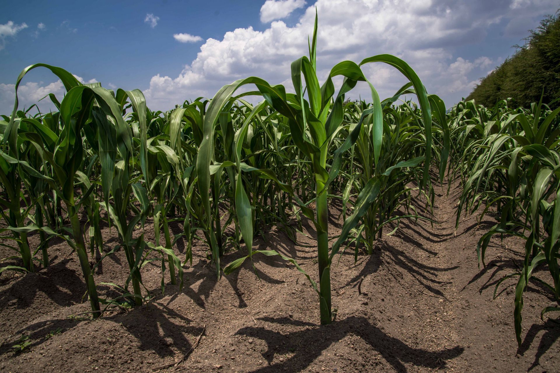 Jalisco, el ‘Silicon Valley’ de la tecnología agrícola