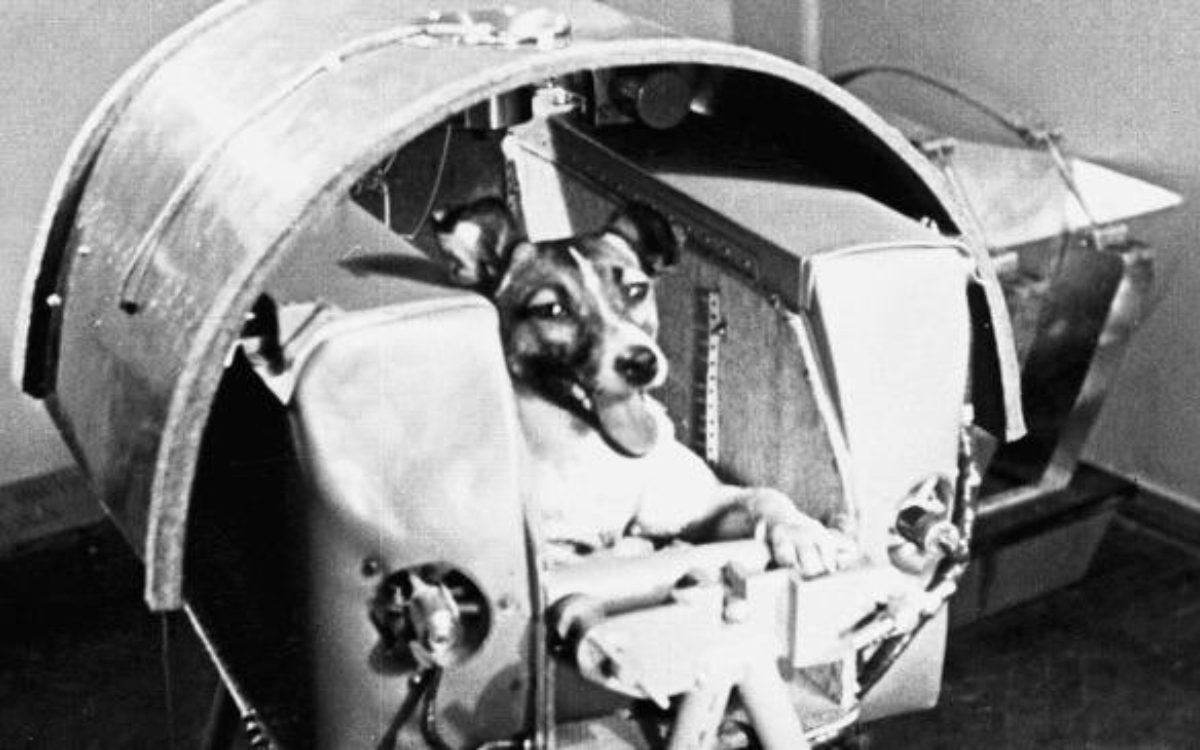 Hace 66 años Laika se convirtió en la perrita astronauta