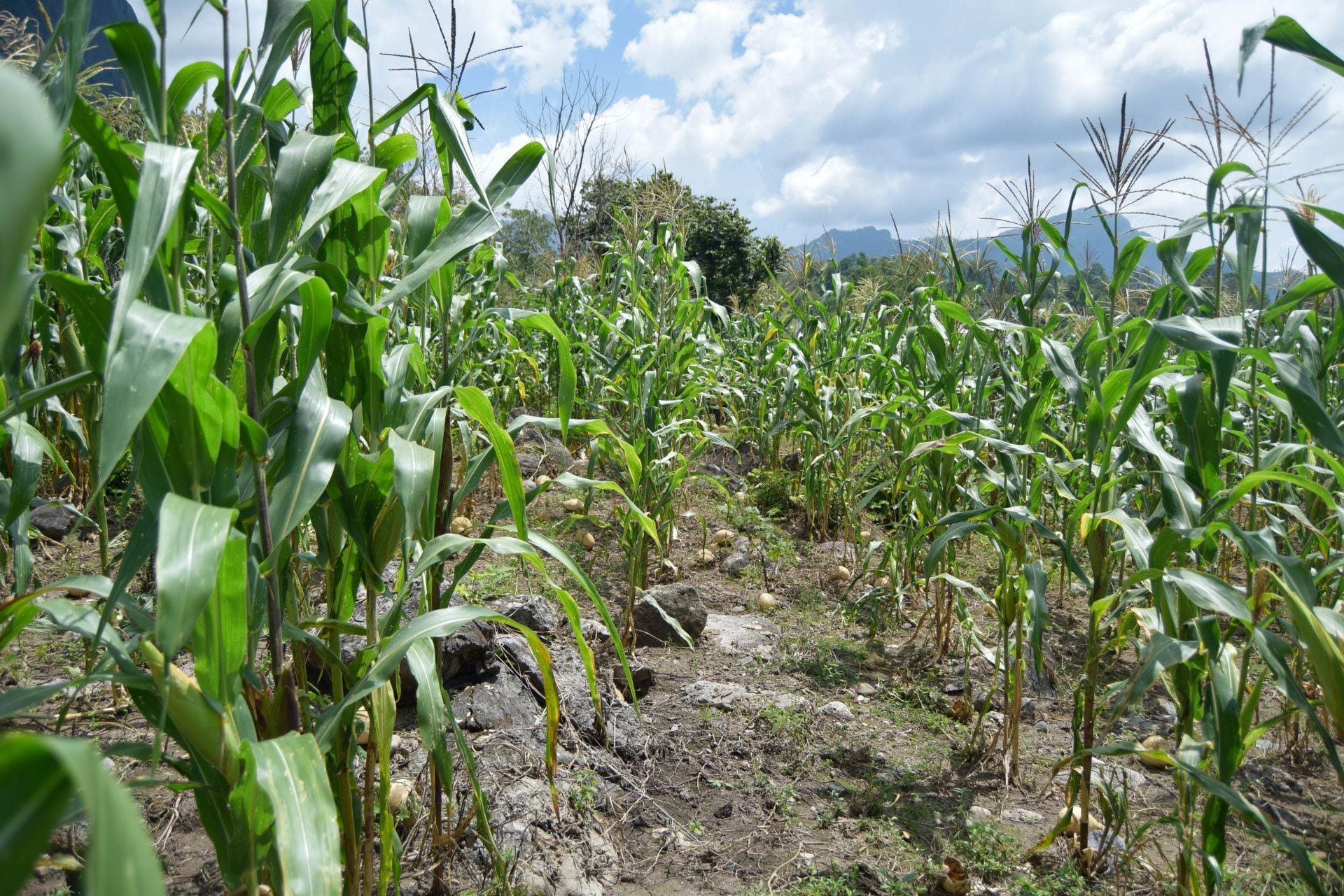 COP28: Urge cambiar forma de producir alimentos en México, admite el Gobierno