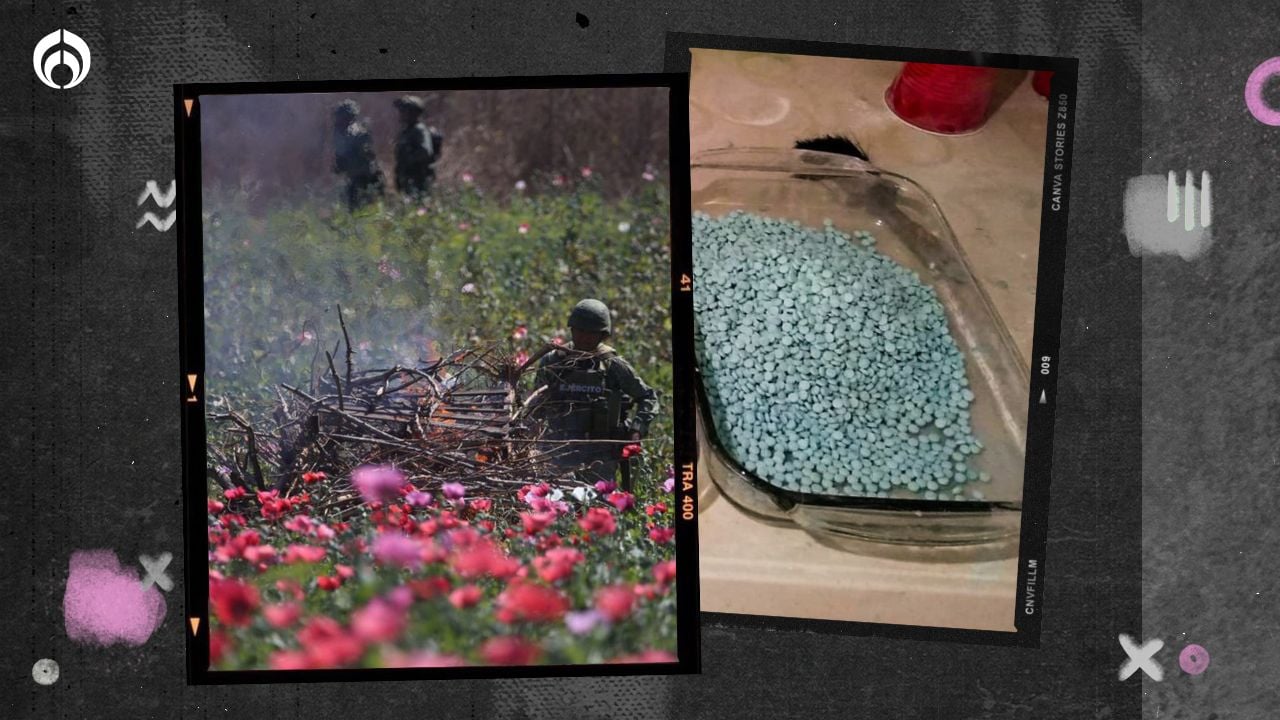 Fentanilo ‘acaba’ con la amapola: narco en Guerrero opta por la ganadería y agricultura