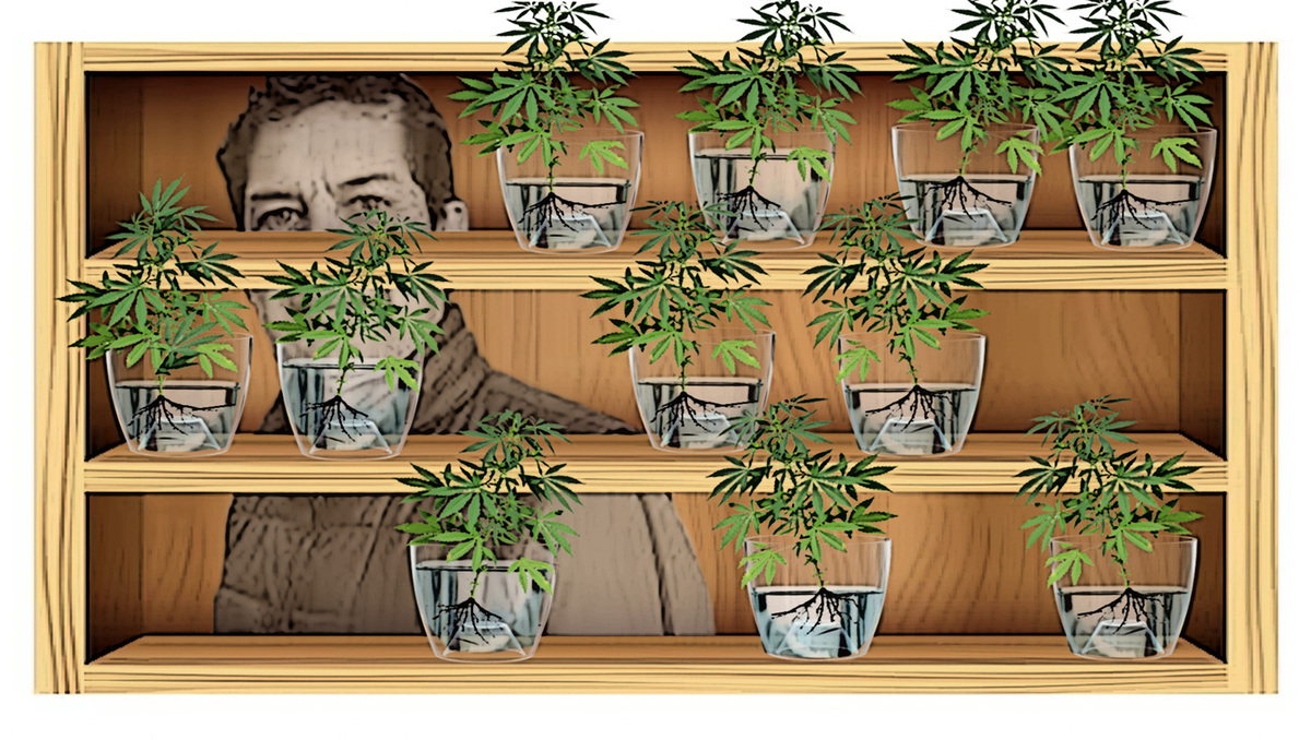 Mercado negro de la marihuana es desafiado por asociación civil