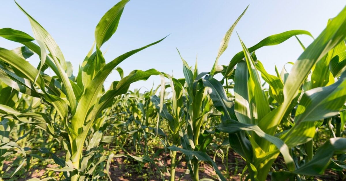 El gobernador gestionará ante la federación el pago del Procampo para Sinaloa: Agricultura