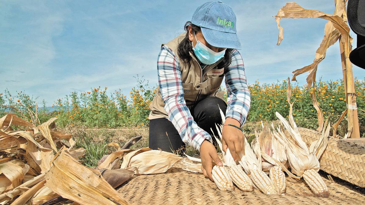 Secretaría de Agricultura federal anticipa apoyos para productores de maíz en Jalisco