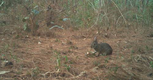 Crearán planes de conservación para evitar la extinción del Conejo Omiltemi