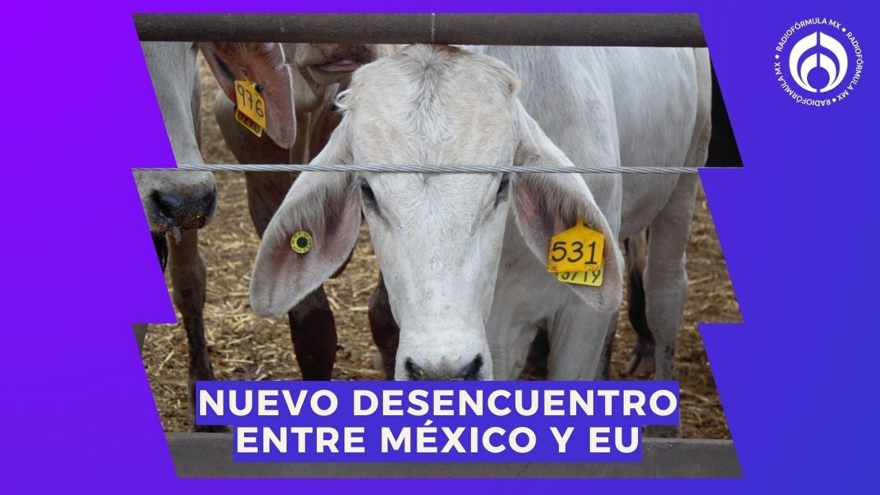 Gusano barrenador: EU amenaza a México con frenar importaciones de ganado; 4T responde