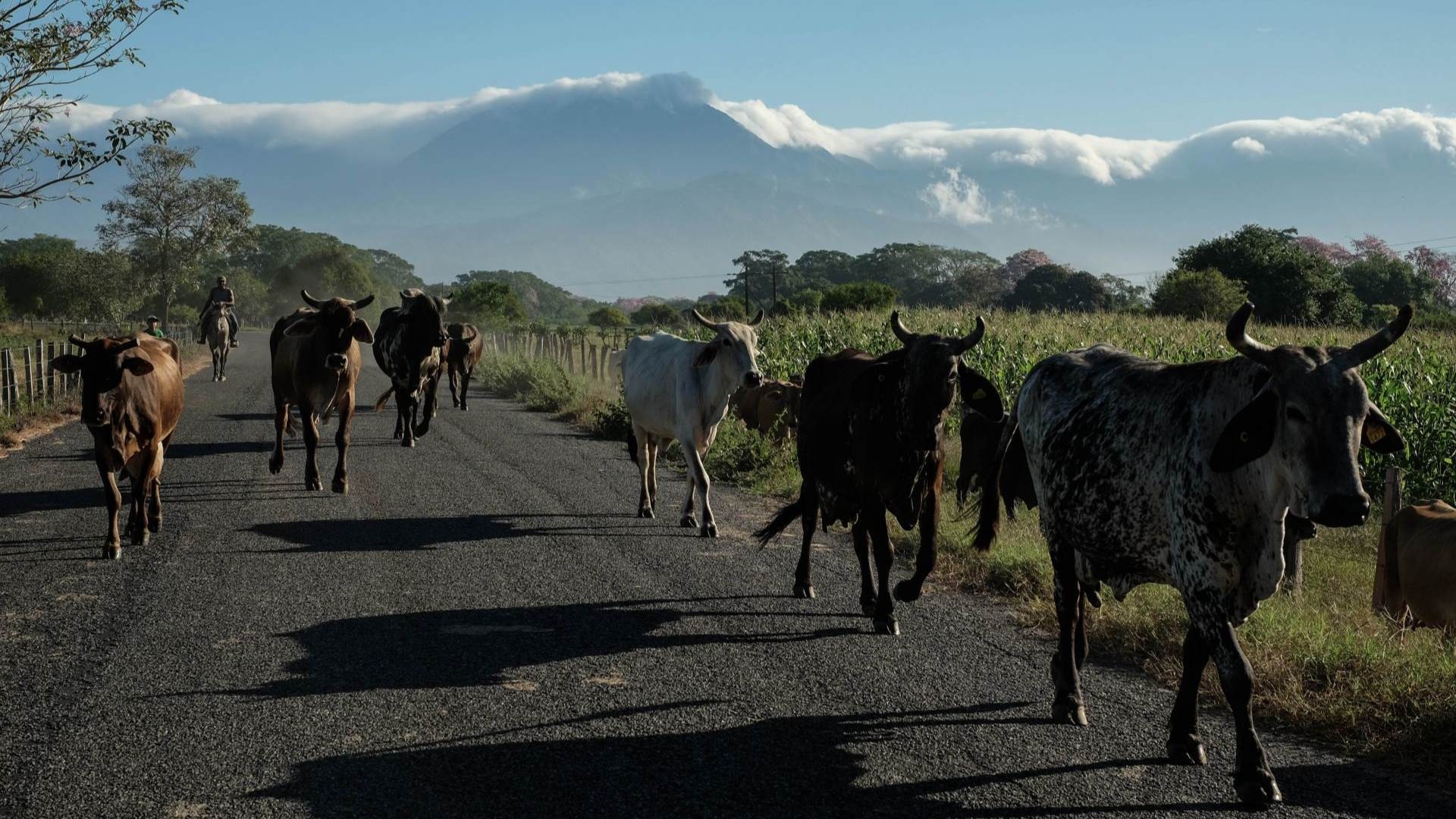 Llegan a México Expertos de USDA para Verificar Estrategia del Combate a Gusano Barrenador