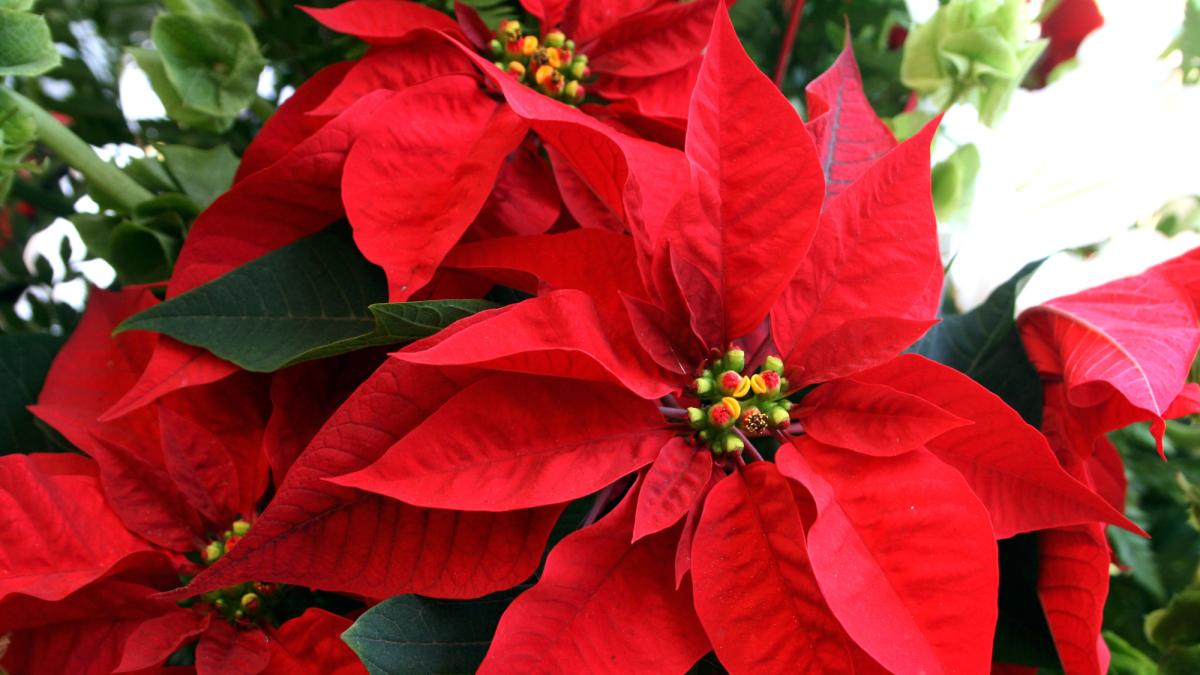 Día Nacional de la Nochebuena: por qué se celebra el 8 de diciembre y qué estados la producen