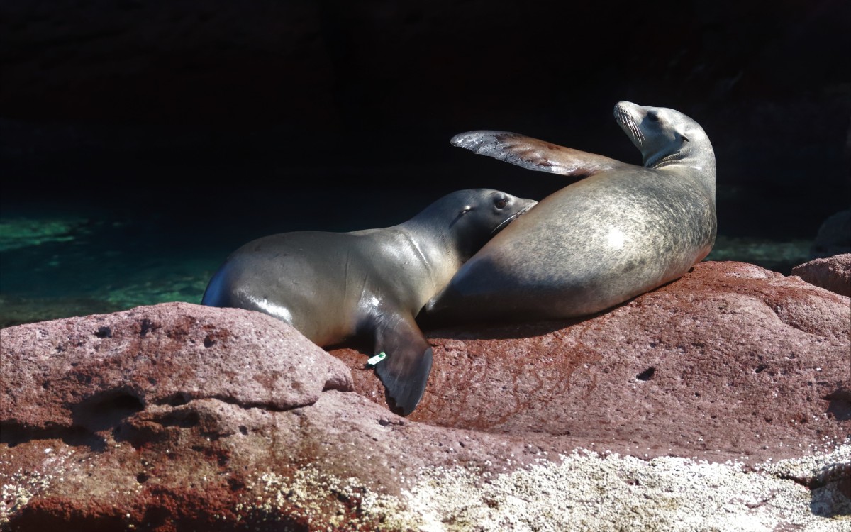 Refuerzan rescate de lobos marinos: Profepa y Cabet amplían colaboración